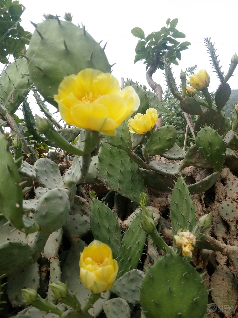 仙人掌開花了