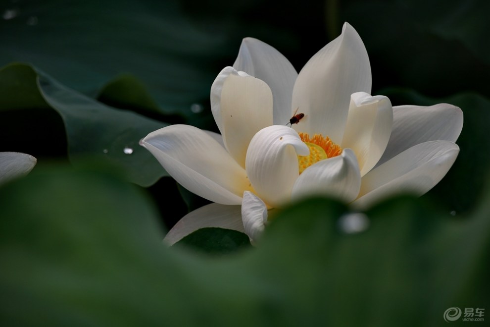 盛开的白莲花~~~清凉一夏