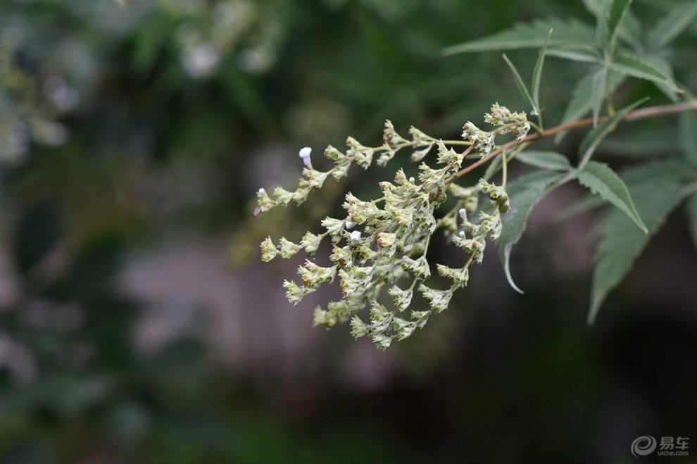 荆棵花,荆棵,荆棵树_大山谷图库