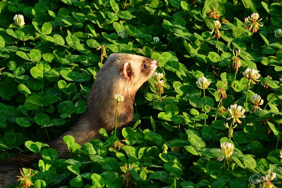 【欢乐萌宠第五季】【cd】寻找清凉的萌貂——花貂也找到了清凉