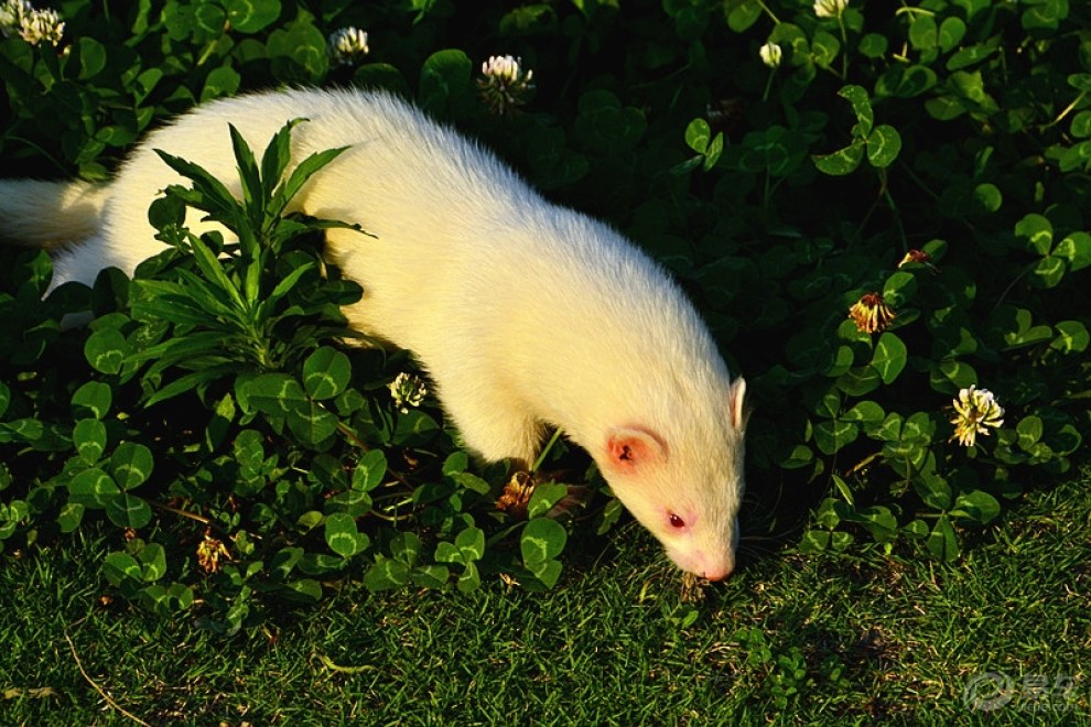 【欢乐萌宠第五季】【cd】寻找清凉的萌貂——白貂享受清凉!