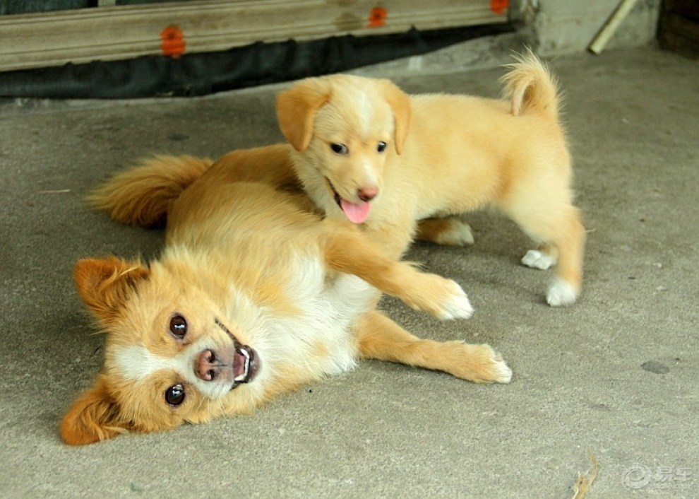 【欢乐萌宠第五季】快乐玩耍