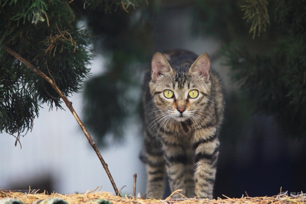 【欢乐萌宠第五季】追踪狸花猫