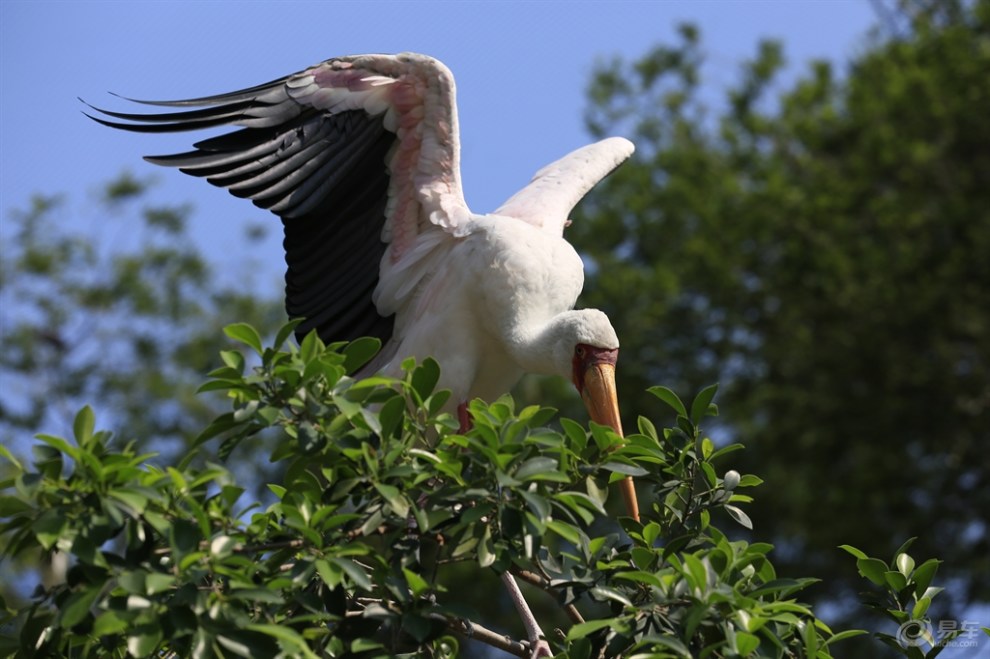 【【原創首發】百鳥園裡看鳥】_遼寧社區圖片集錦_汽車論壇-易車網