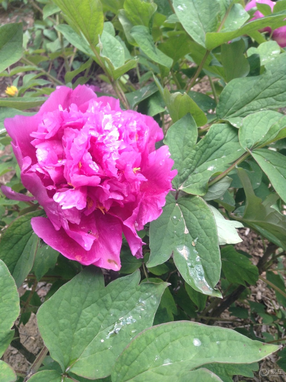 延安万花山牡丹