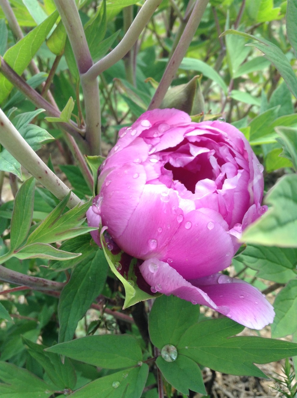 延安万花山牡丹