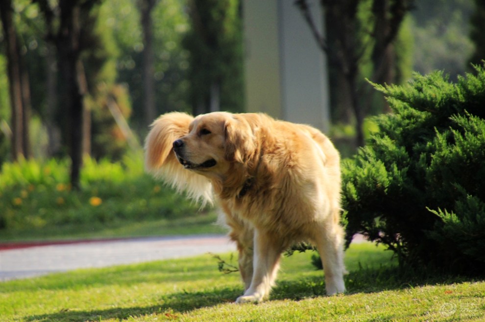 【歡樂萌寵第五季】路上的金毛犬