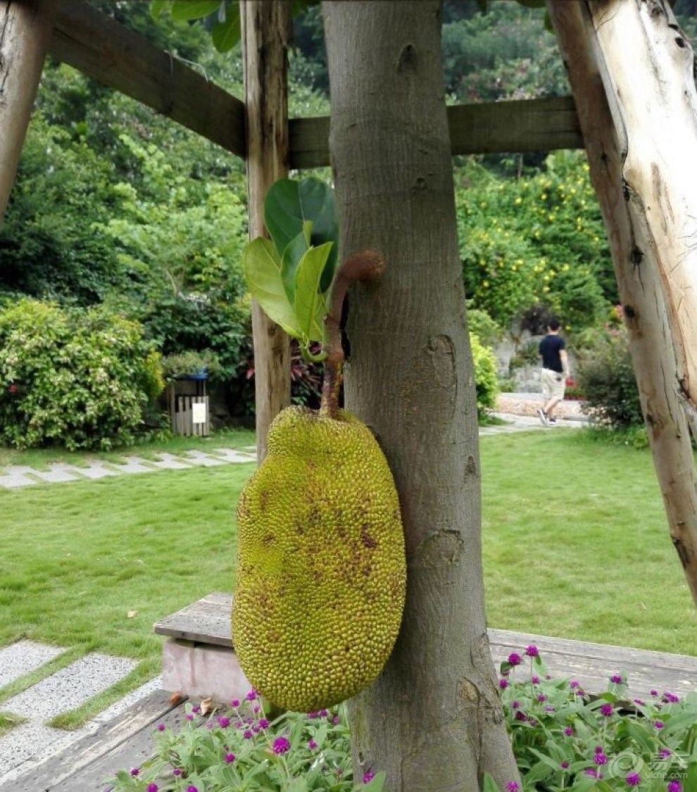 【深圳东部长安车友会】自驾cs35,游瓜果公园