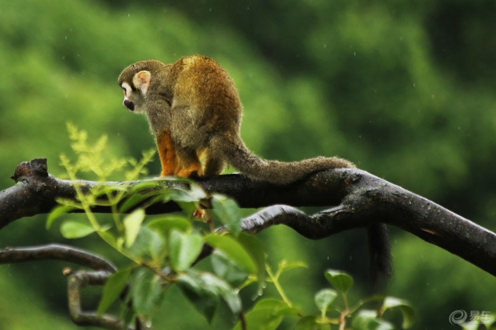 【【欢乐萌宠第六季】自由自在松鼠猴】_宠物当家社区图片集锦_汽车