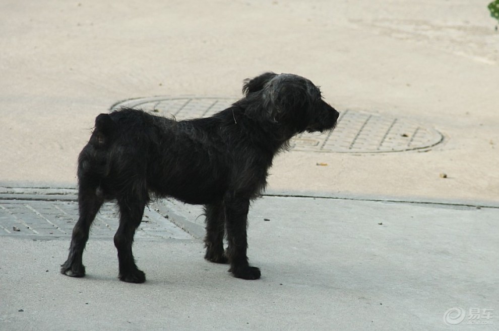 【欢乐萌宠第六季】没有尾巴的狗狗