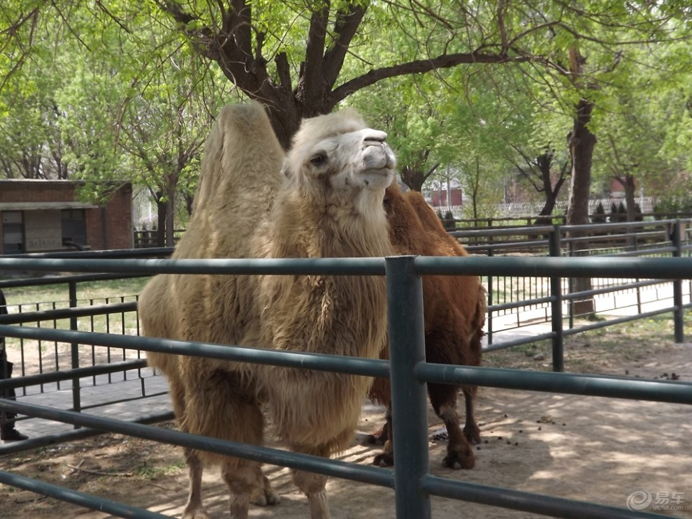 《在這夏季裡》天津動物園駱駝篇