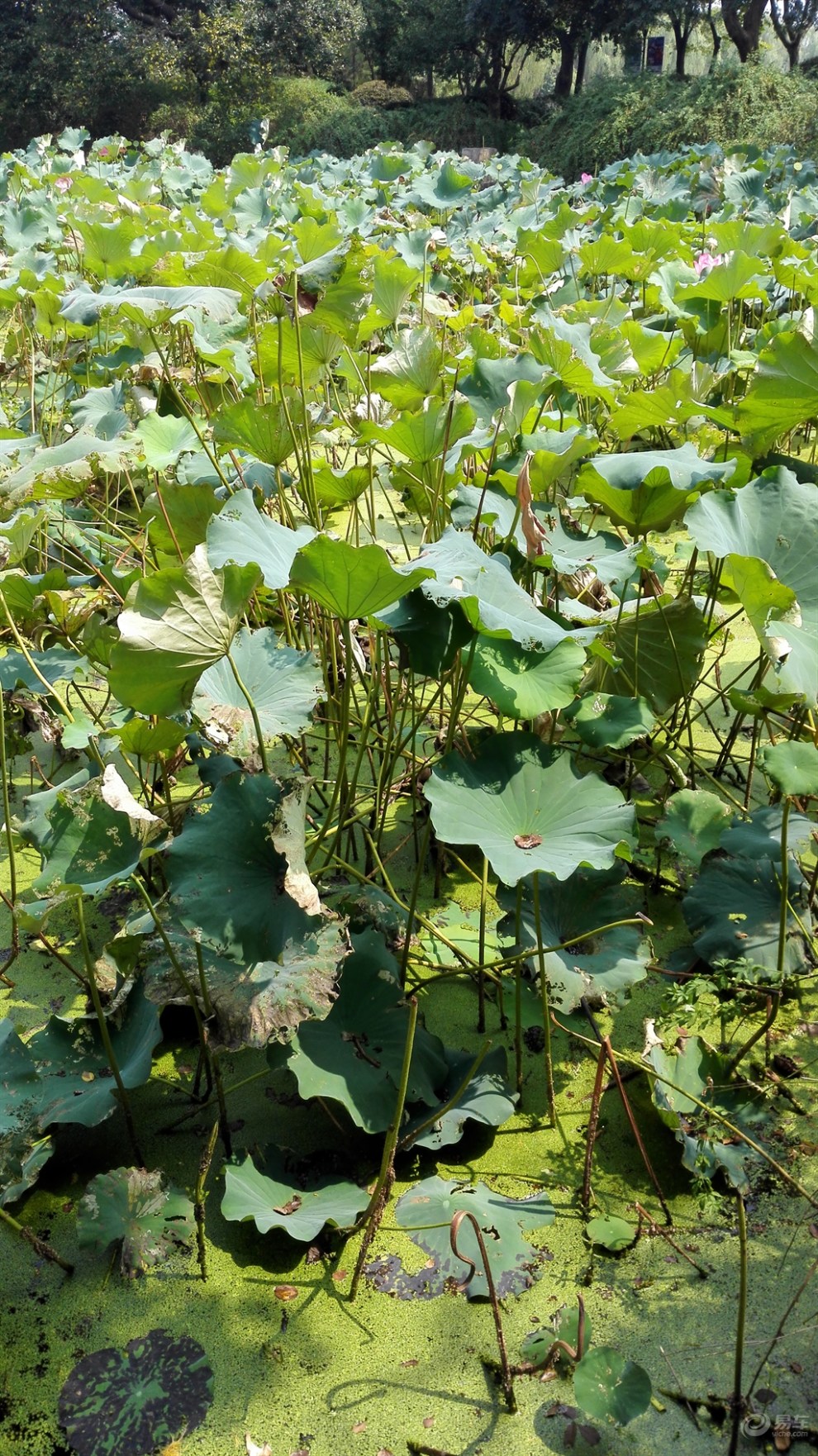 【精华大比拼】绿道上的小碧池