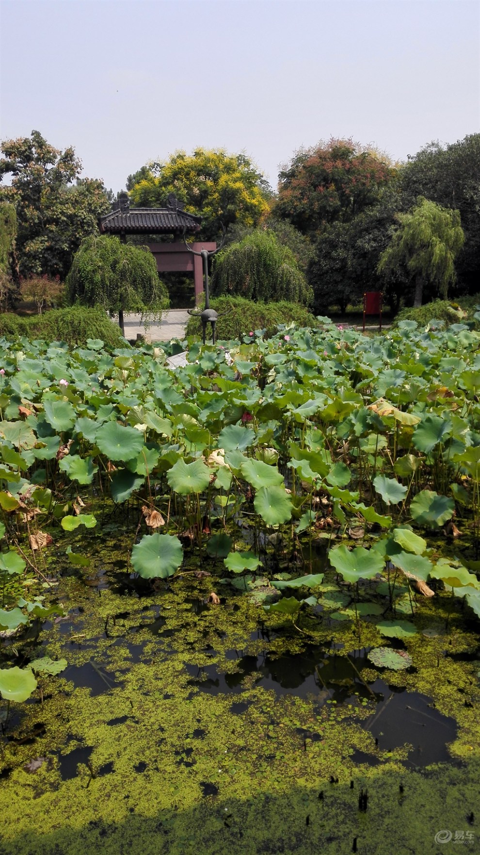 【精华大比拼】绿道上的小碧池