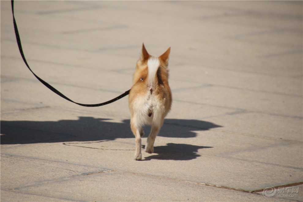 【欢乐萌宠第六季】远走的背影
