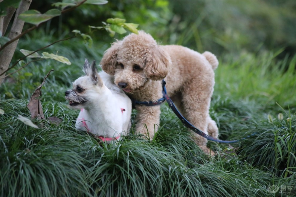 【欢乐萌宠第六季】泰迪和小串串