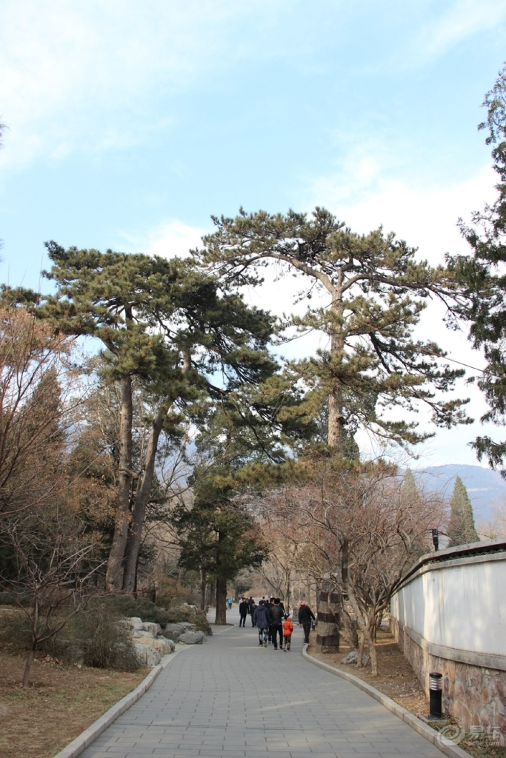 【原创首发】知松园赏松