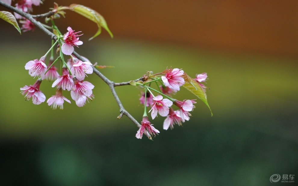 不畏严寒花团锦簇,冬樱盛开胜似寒梅
