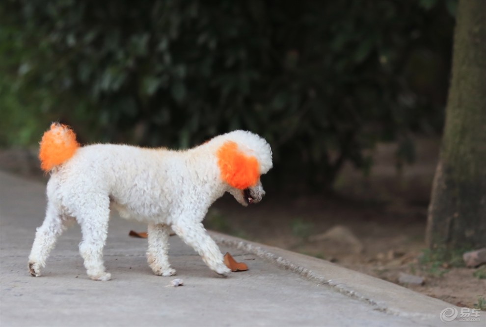 【欢乐萌宠第八季】染色的贵妇犬