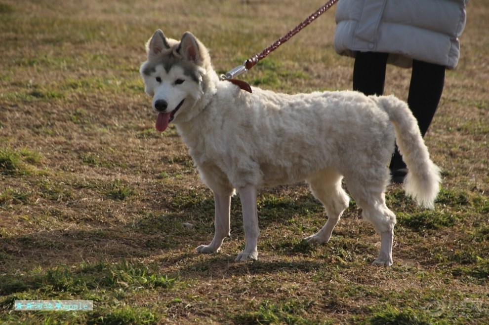 【【欢乐萌宠第八季】小绵羊】_宠物当家论坛图片集锦_汽车论坛-易车