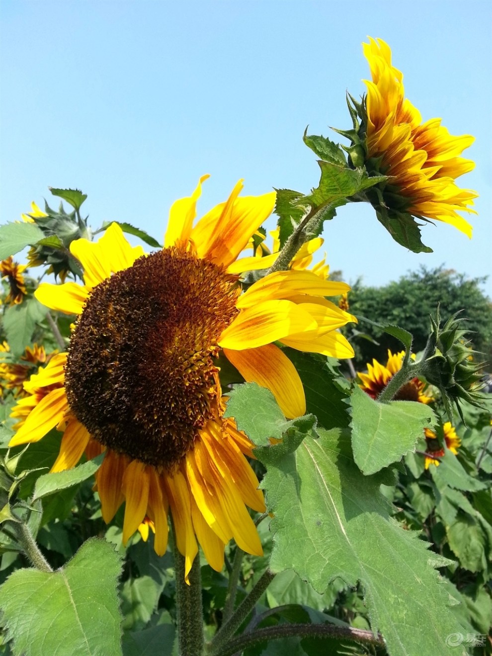 花開的季節__百萬葵園