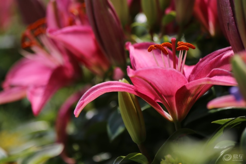 漂亮的狐尾百合