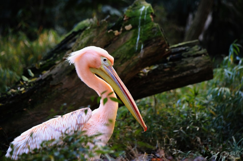 岸上的粉红背鹈鹕