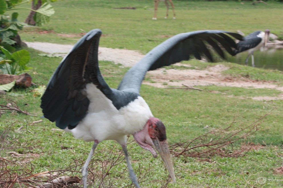 动物园中的班马