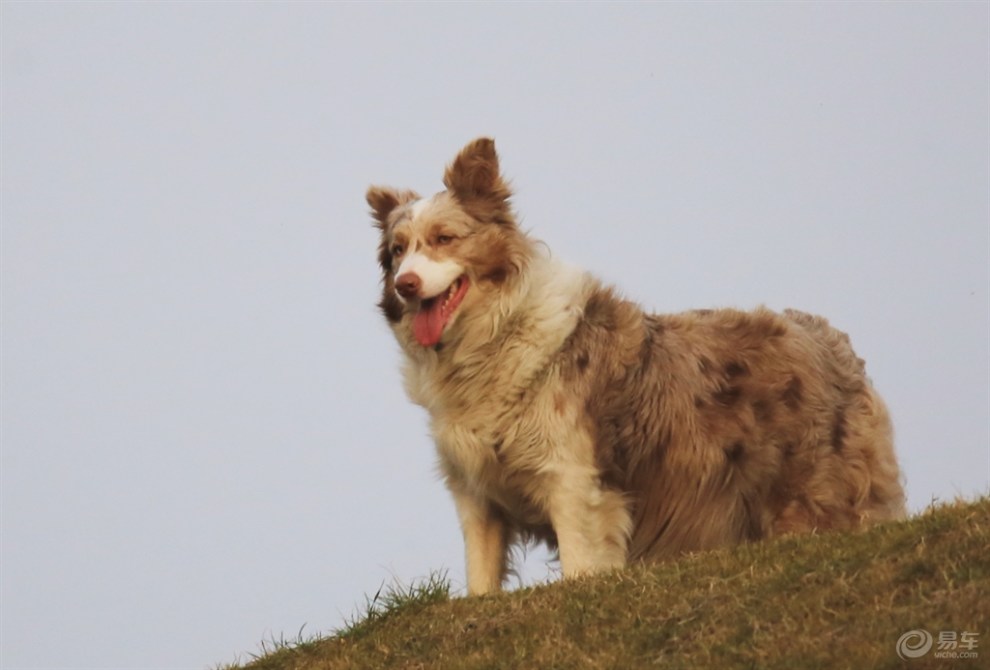 【欢乐萌宠第九季】城墙上的貂色边牧