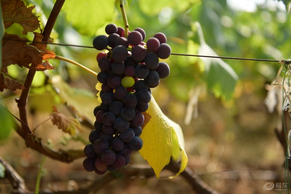 阿里地的冬葡萄熟了