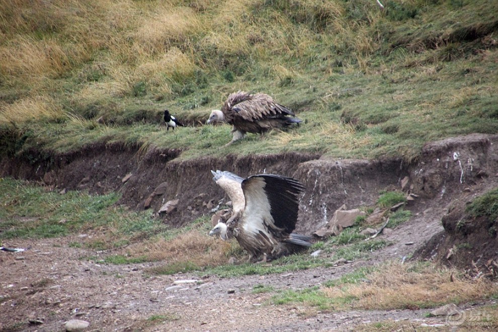 在色达看到的秃鹫