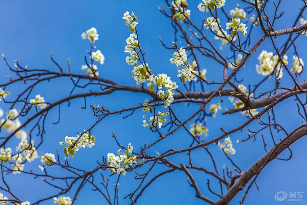 不知不觉春天来了,我们还回味在冬天的场景中.