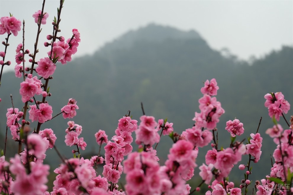 十里桃林賞桃花