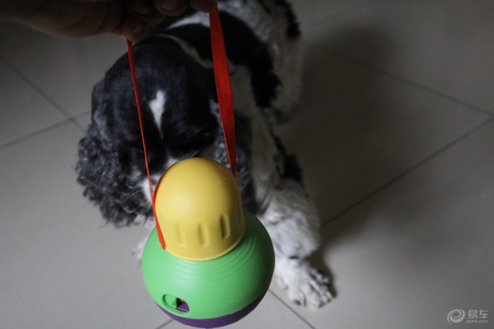 【欢乐萌宠第九季】妞妞和漏食球