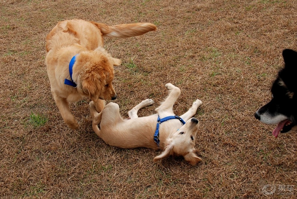 【欢乐萌宠第九季】【cd】随拍爱宠们的嬉戏打闹!