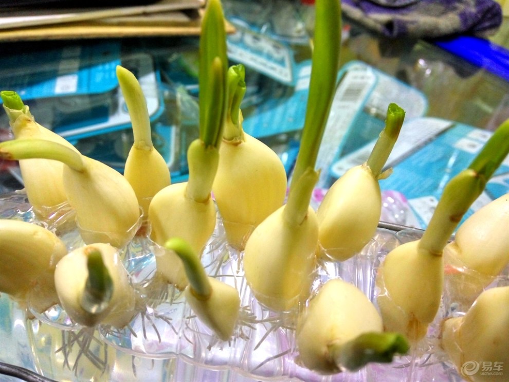 矿泉水瓶栽蒜图片,矿泉水瓶种绿豆芽,矿泉水瓶手工_大山谷图库