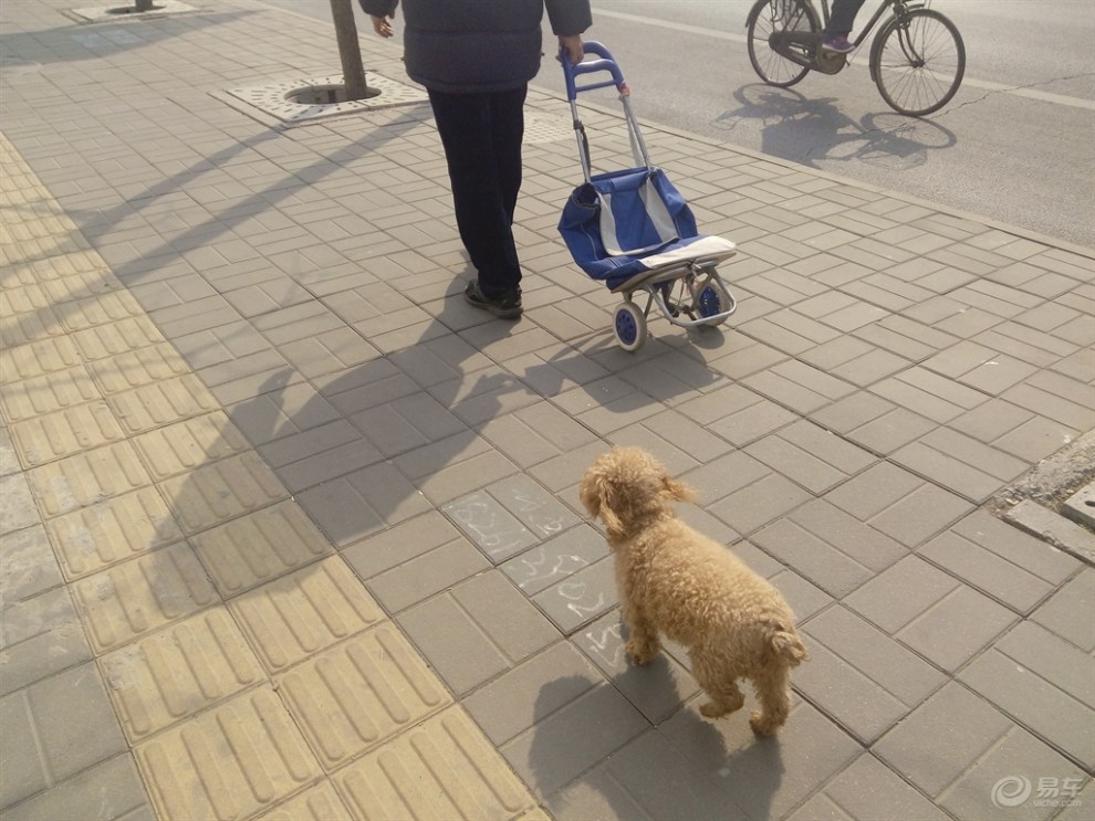 【随手拍】跟着主人回家的狗狗