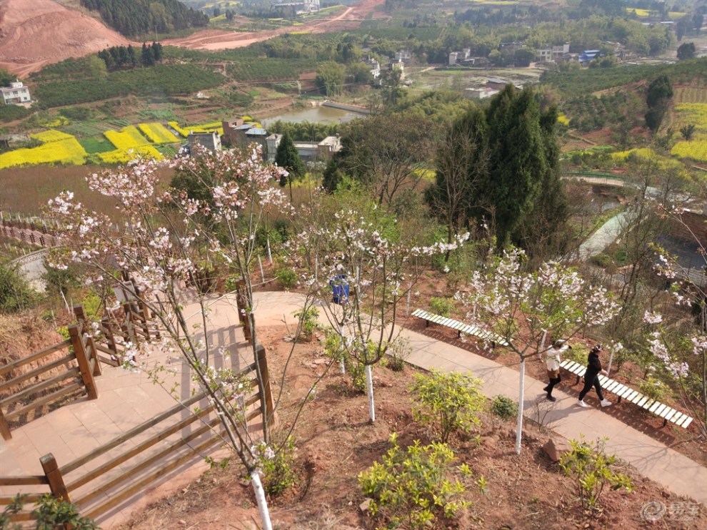 【四川cs35车友会】556 分享赏花好去处--广兴樱花