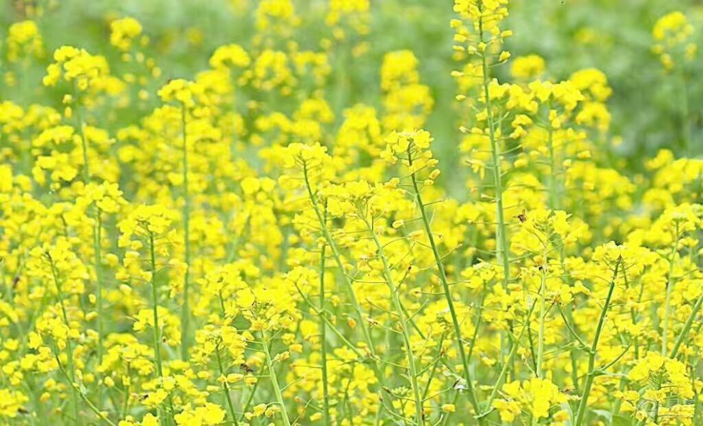 金燦燦的油菜花