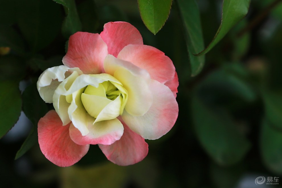 (春之寄语)海棠花(蓝宝石)(多彩)淡淡微红色不深,依依偏得