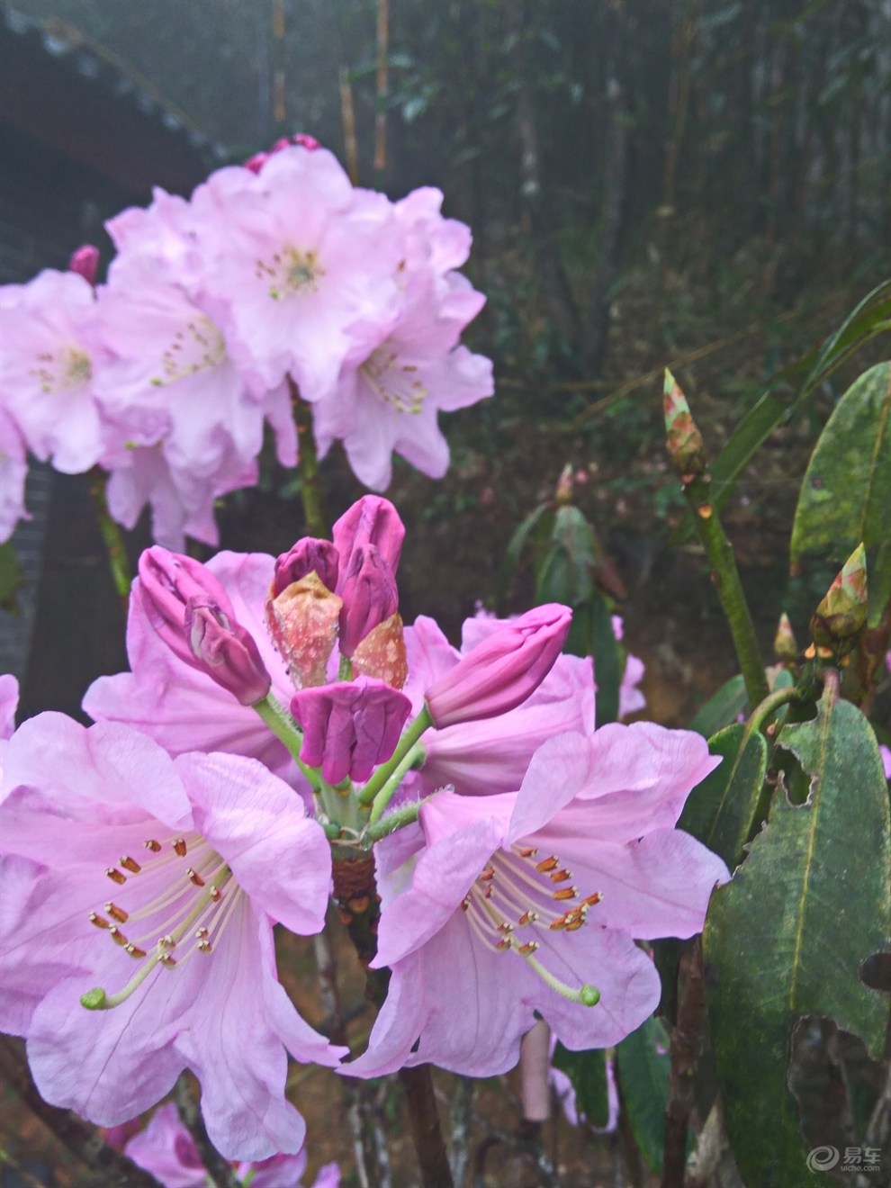 猫儿山赏杜鹃花