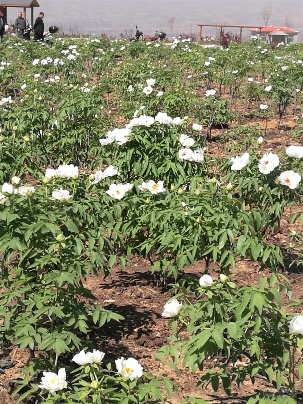 洪洞县赵城的汾河牡丹园