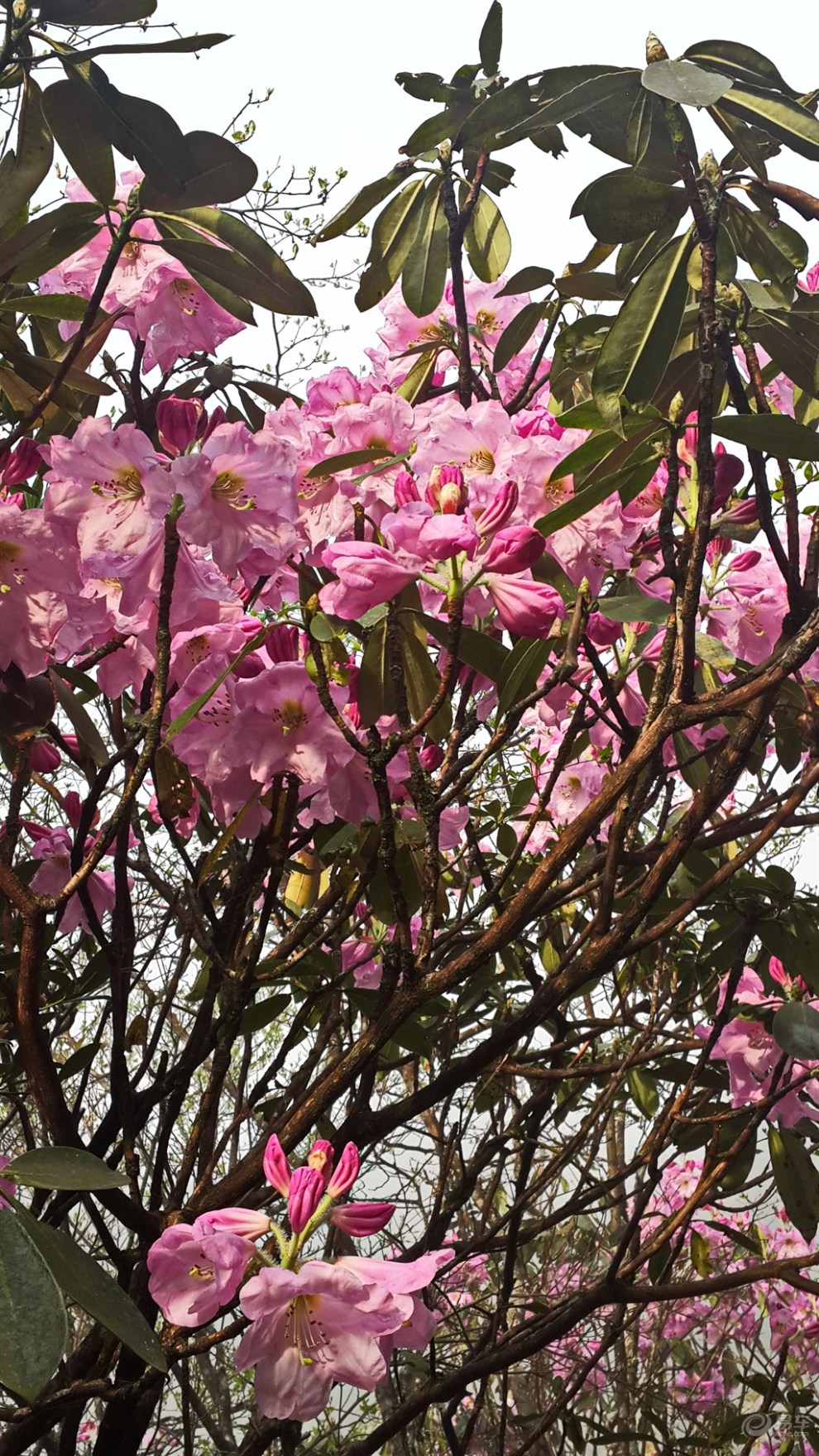 猫儿山赏杜鹃花