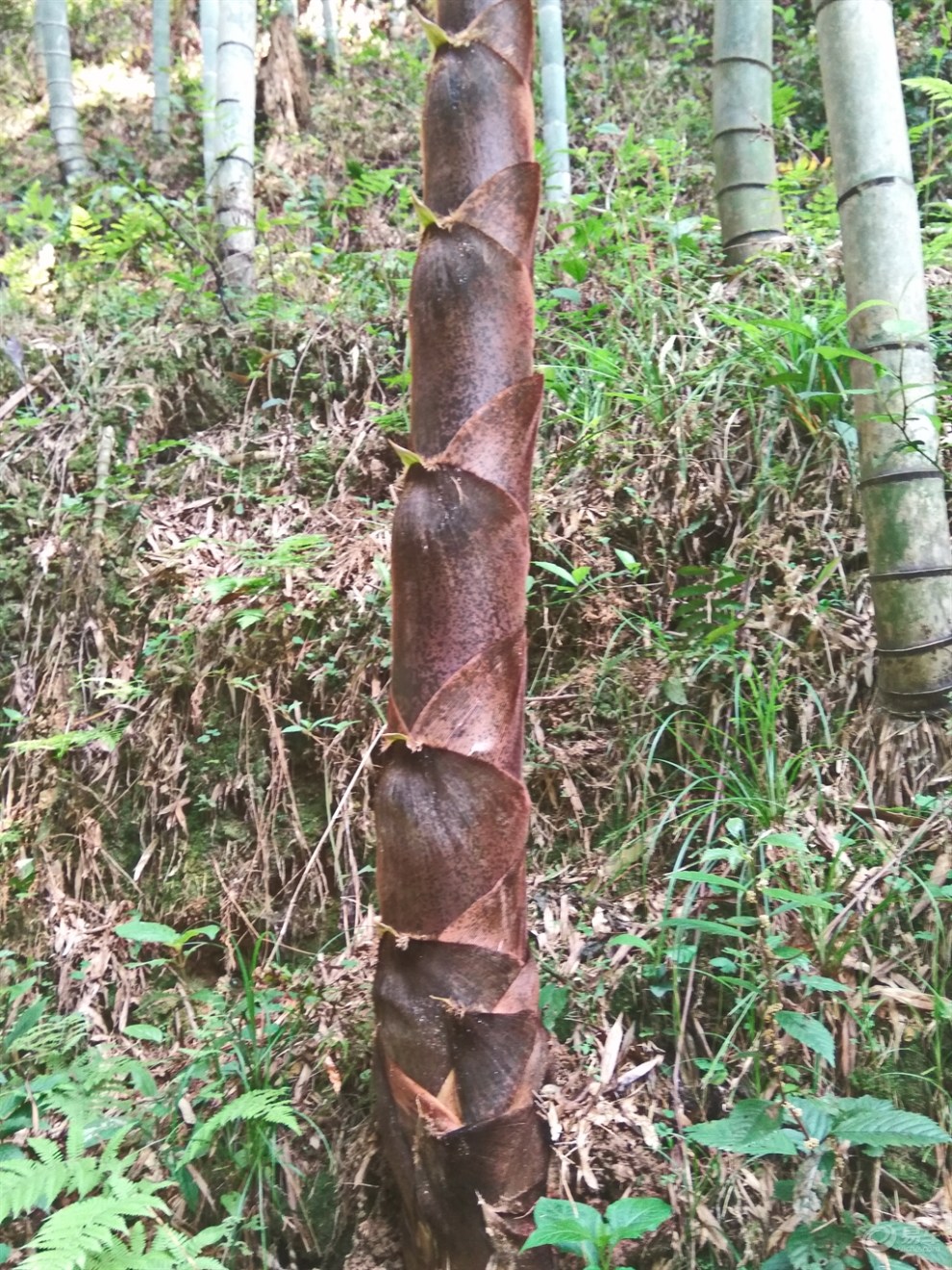 雨後春筍