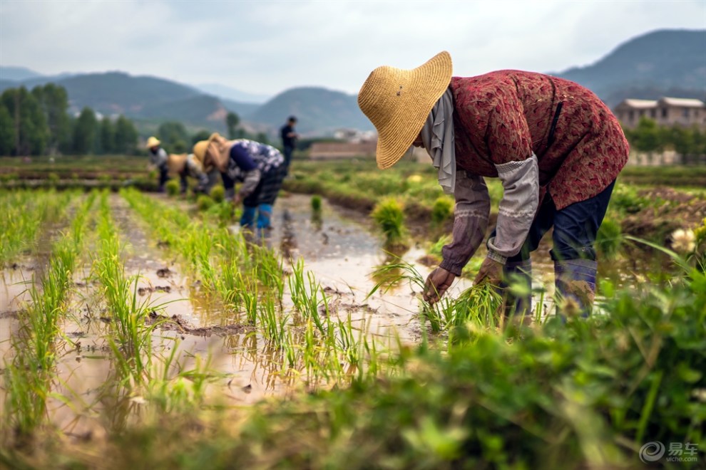 赶栽插!《《 劳动美 》》