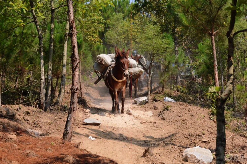 摄影小品〕 马帮
