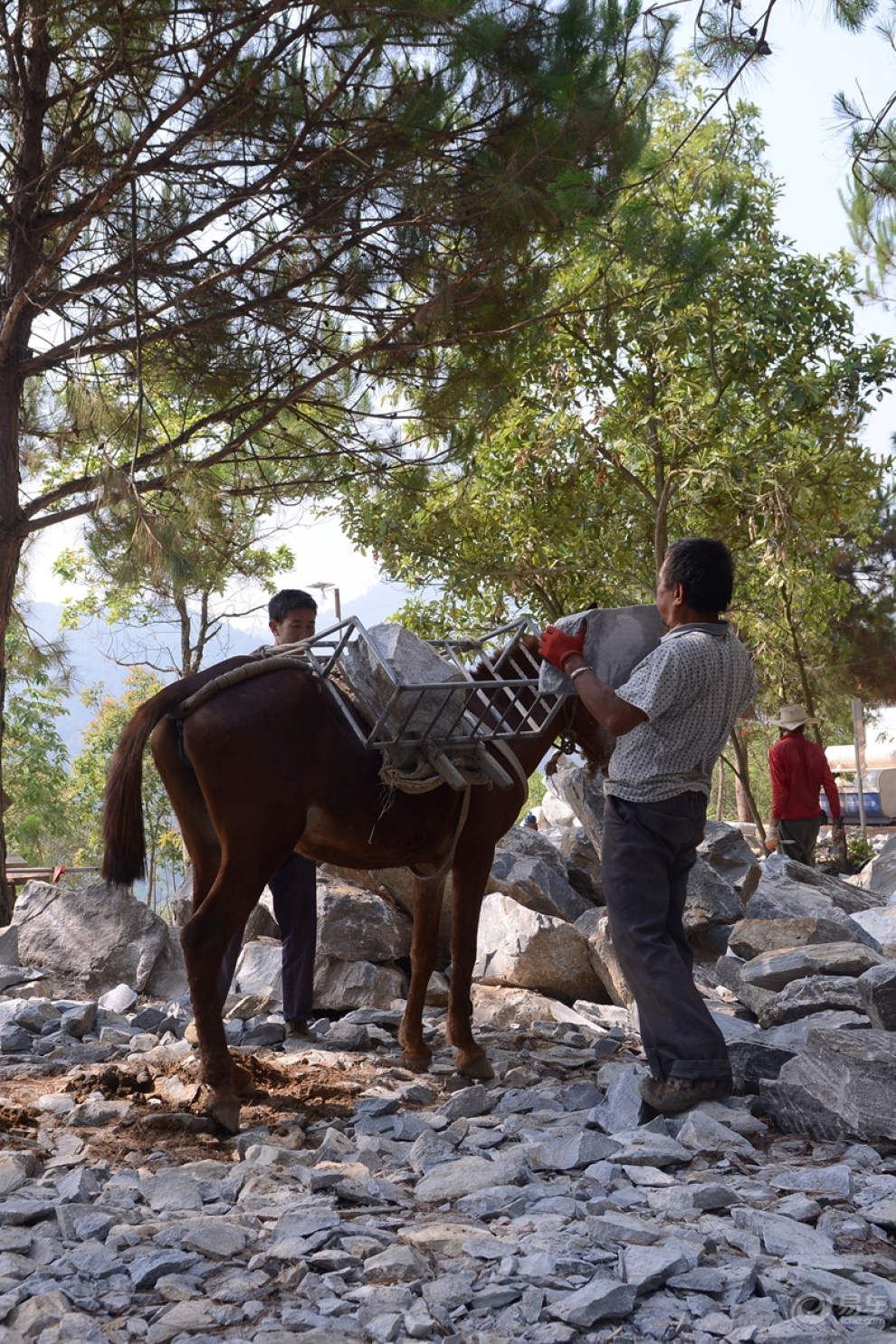 摄影小品〕 马帮