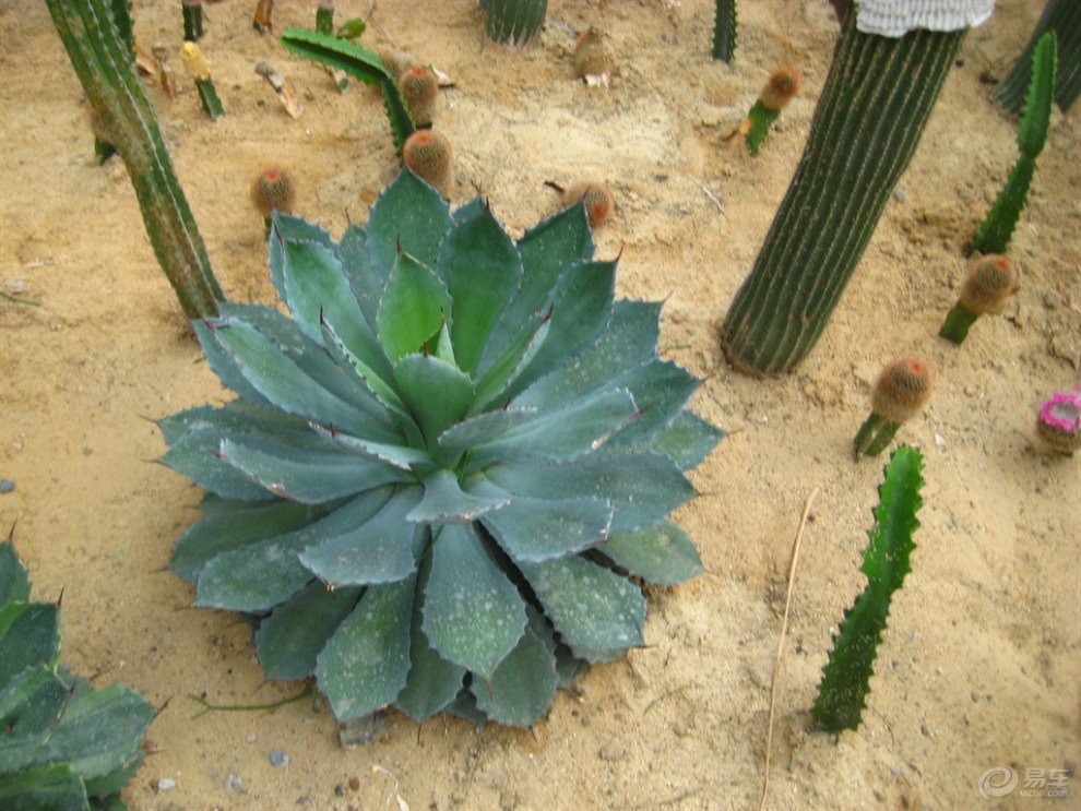 仙人掌類植物.