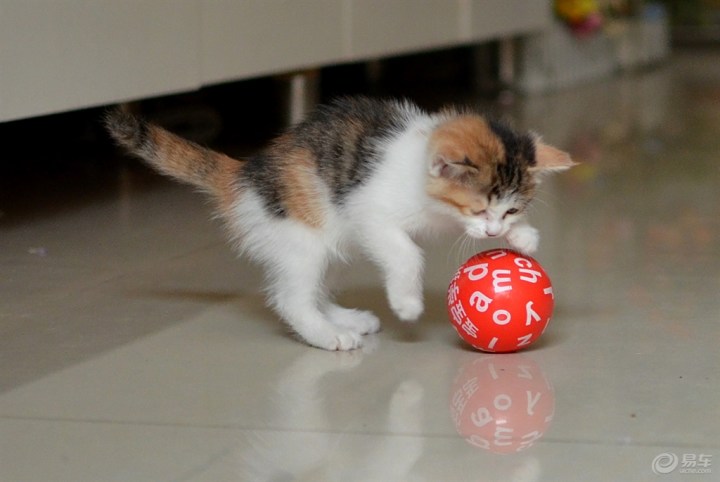 【欢乐萌宠第十一季】玩球的猫咪之三