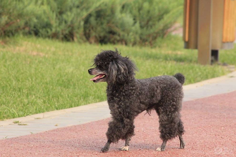 【歡樂萌寵第十一季】小小貴婦犬