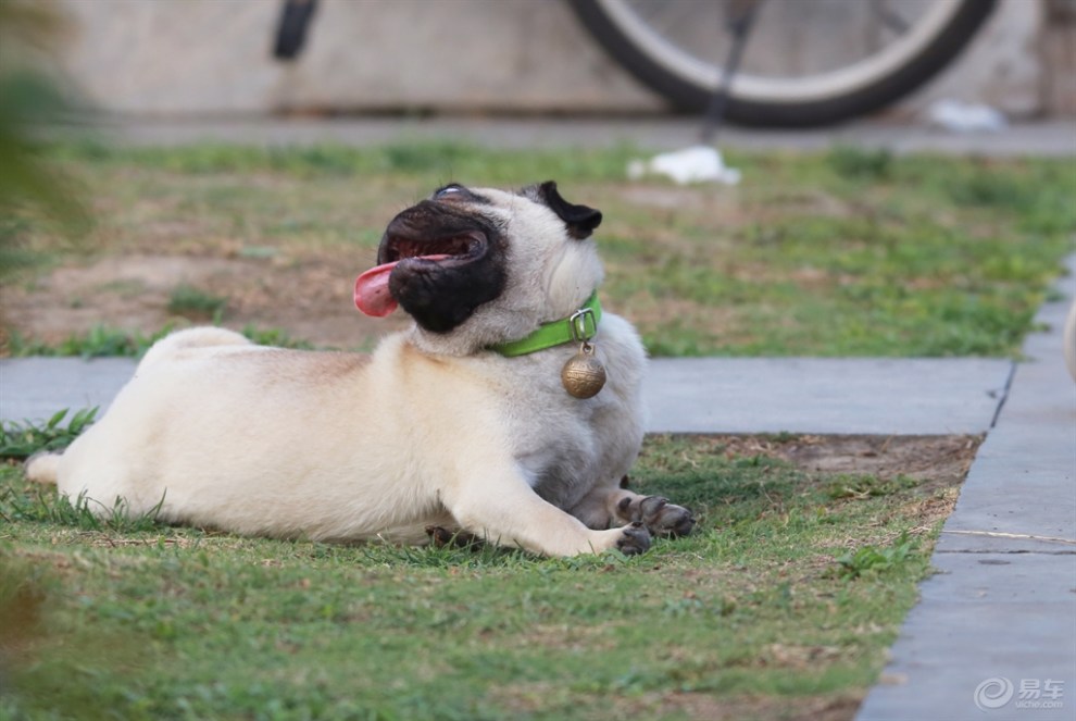 【欢乐萌宠第十一季】乘凉的狗狗